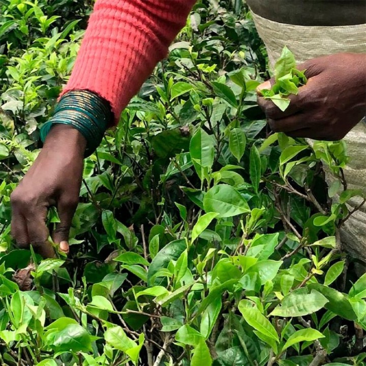 Kusmi Earl Grey Intense Økologisk 100g